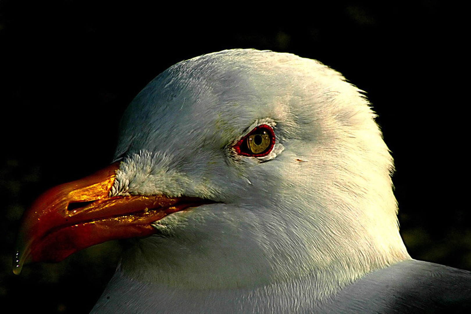 Galeb by Mitja Vodušek