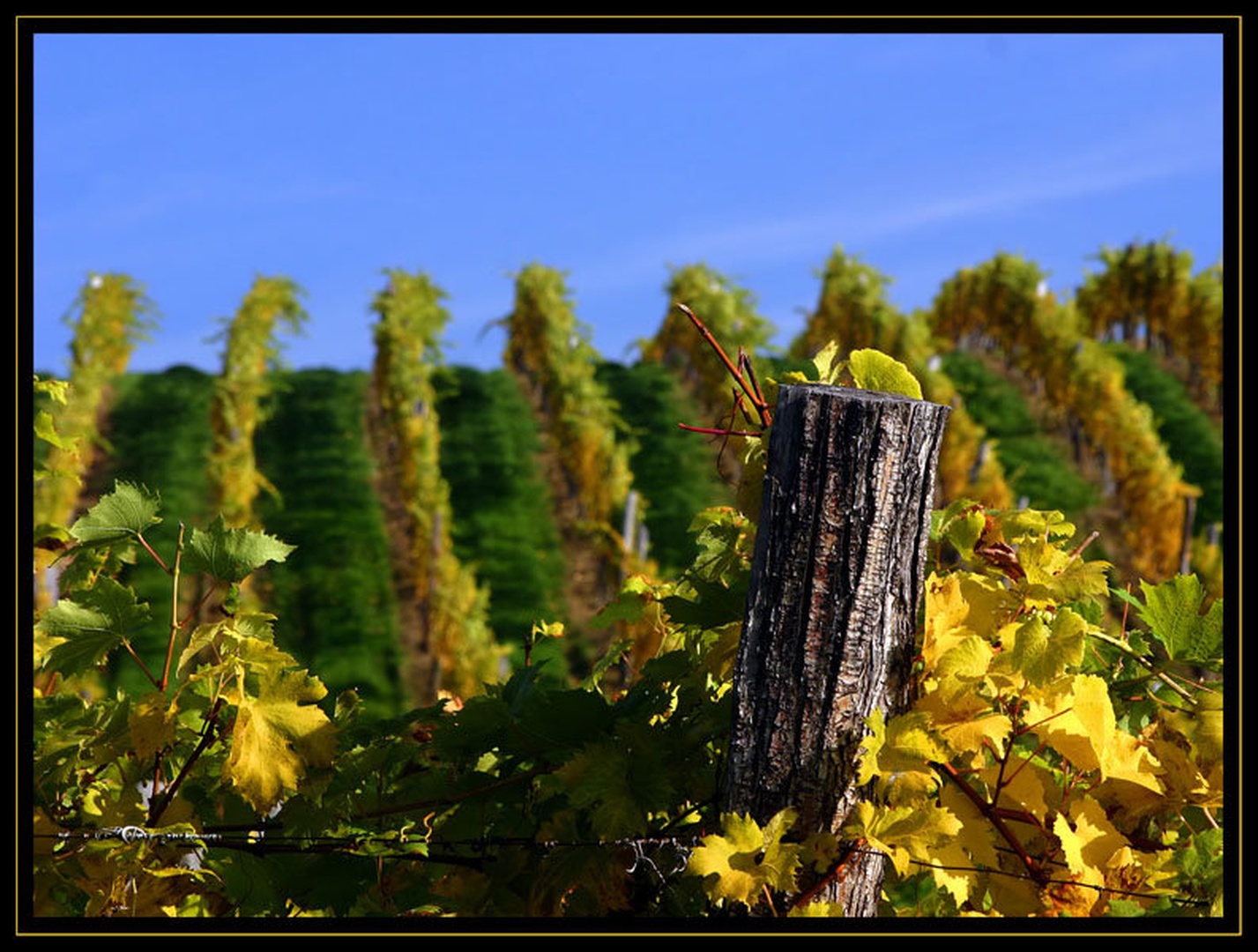 Vinograd by Mitja Vodušek