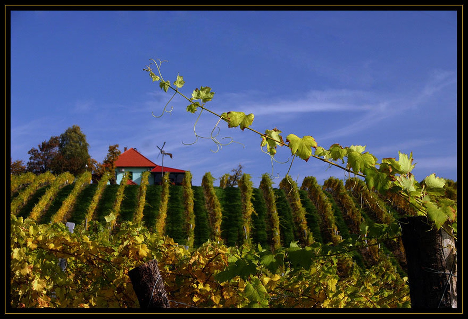 Vinograd by Mitja Vodušek