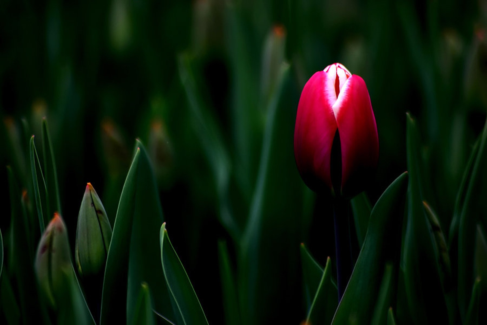 Tulipan by Mitja Vodušek