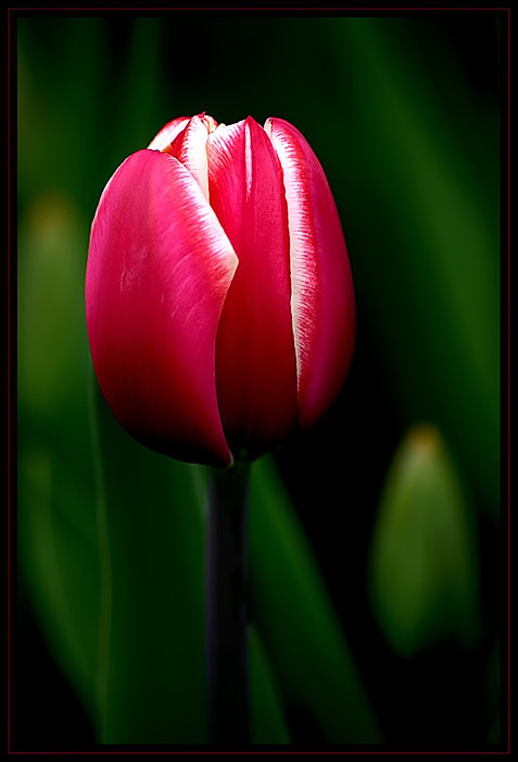 Tulipan 2 by Mitja Vodušek