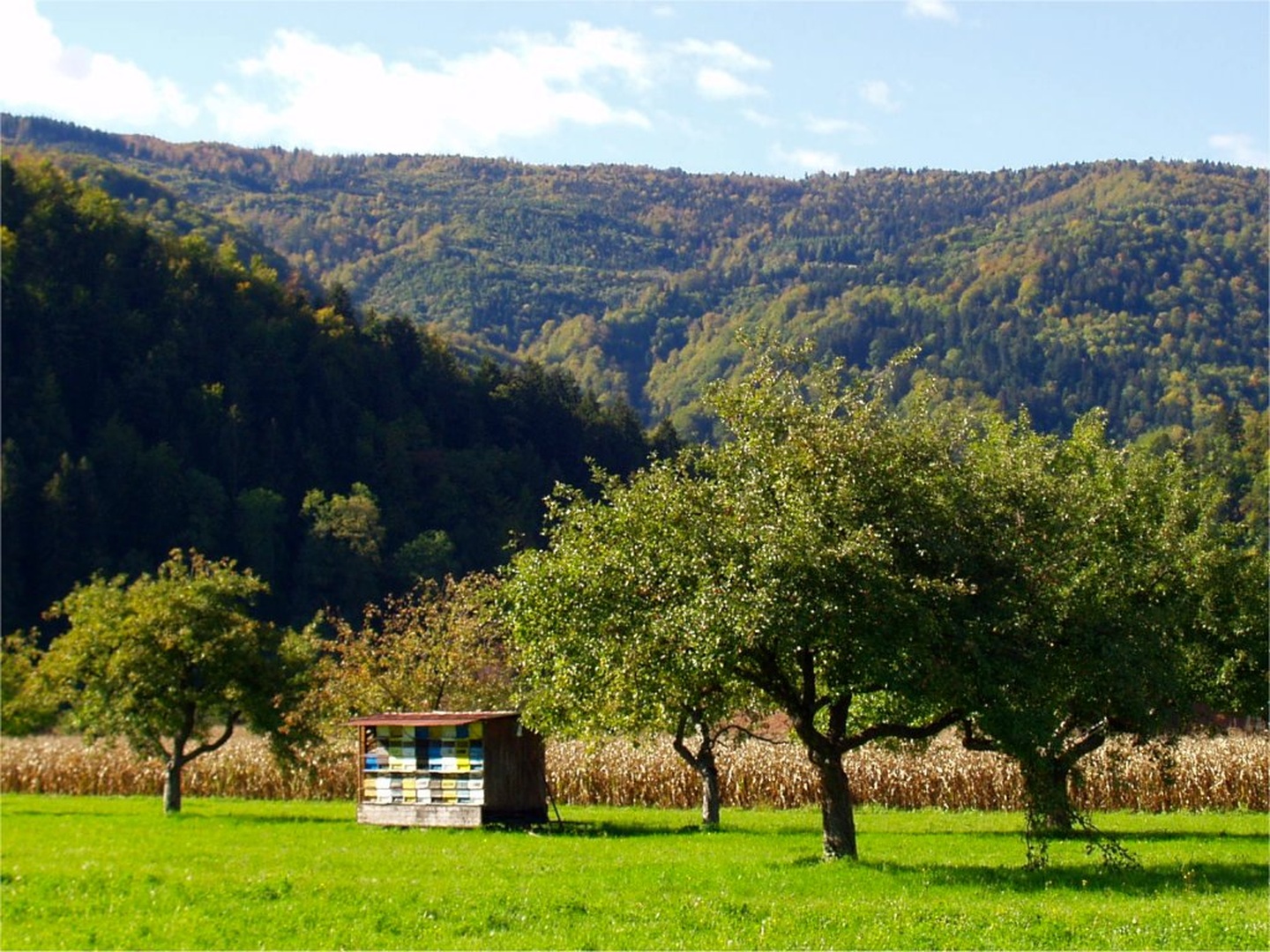 Letališče (za čebele) by Mitja Vodušek