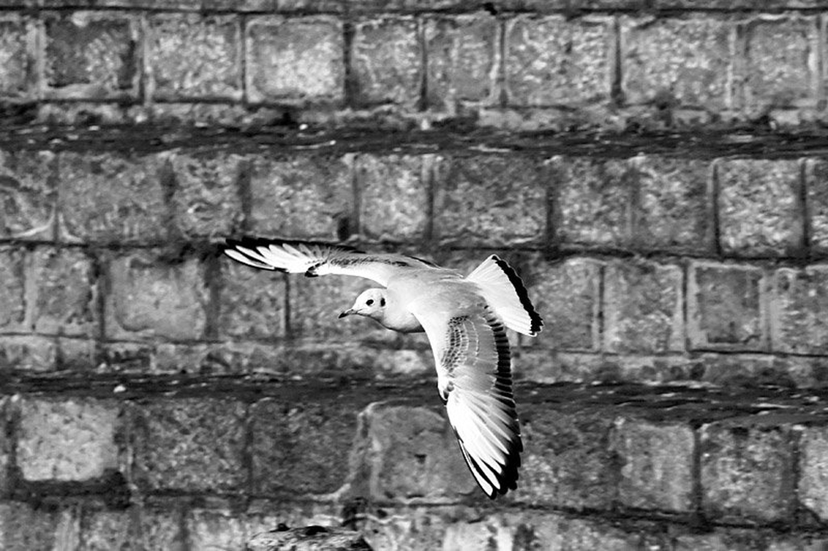Galeb by Mitja Vodušek