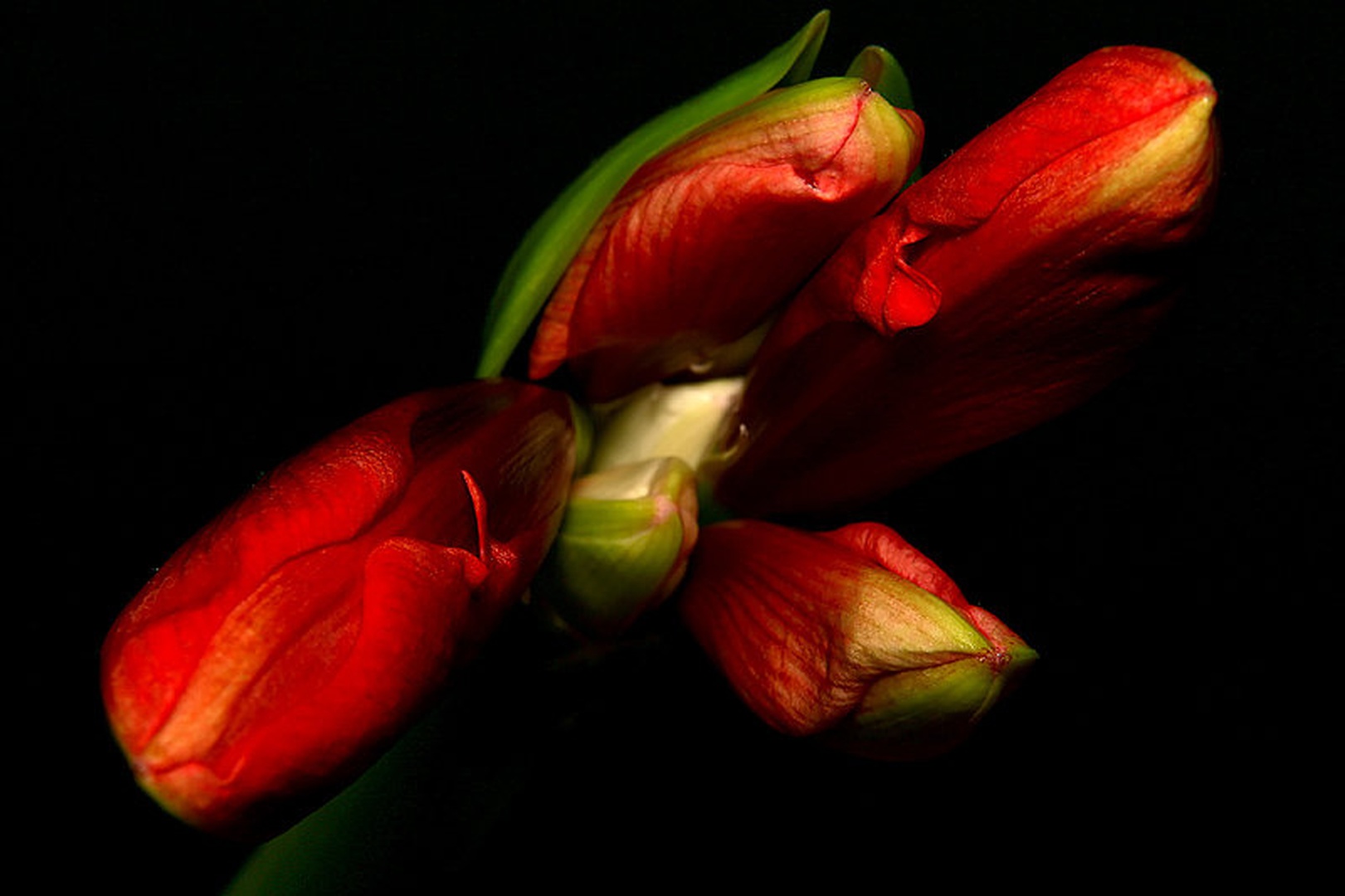 Mistični amarilis by Mitja Vodušek