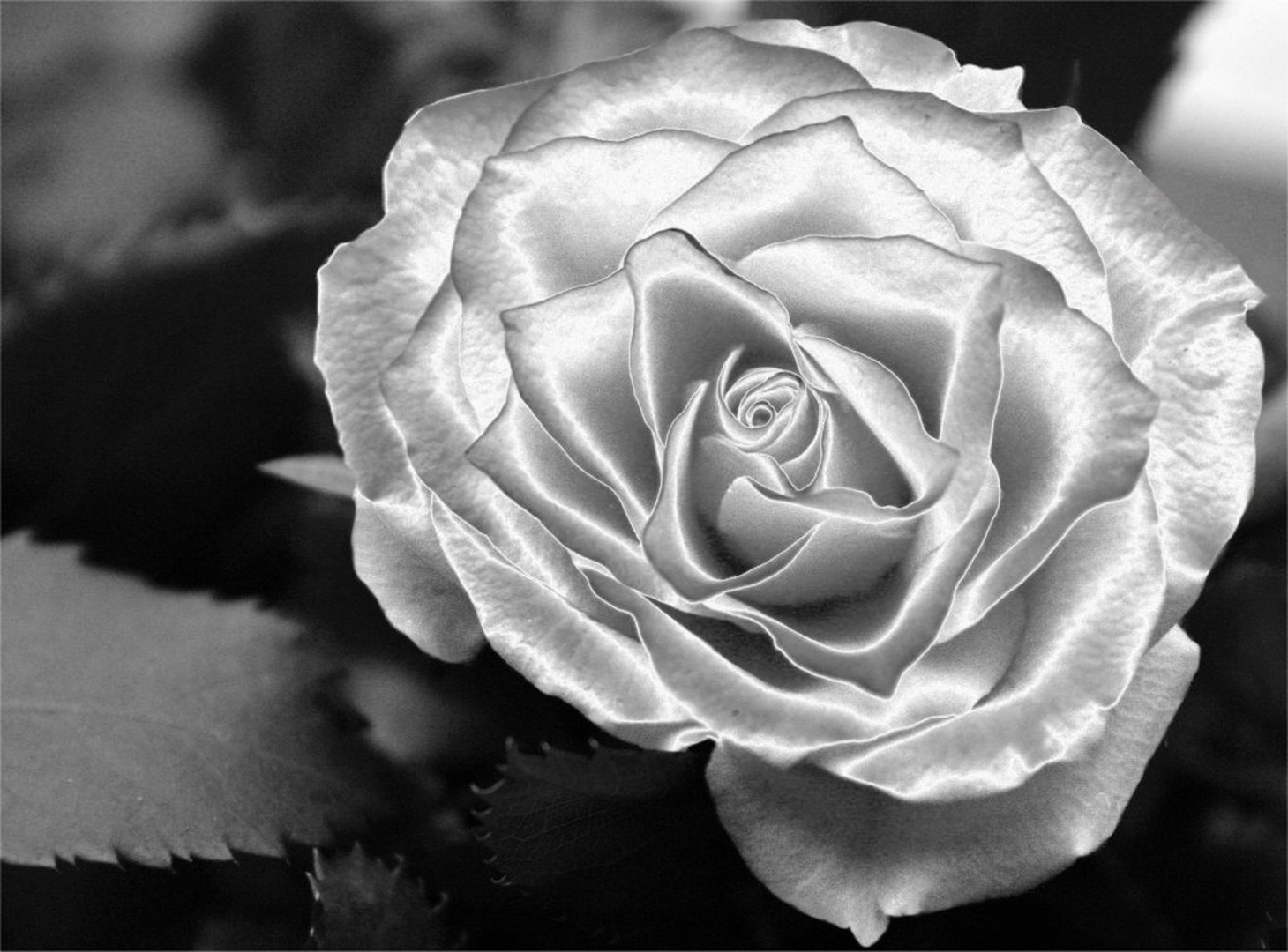 Quick silver rose! by Mitja Vodušek