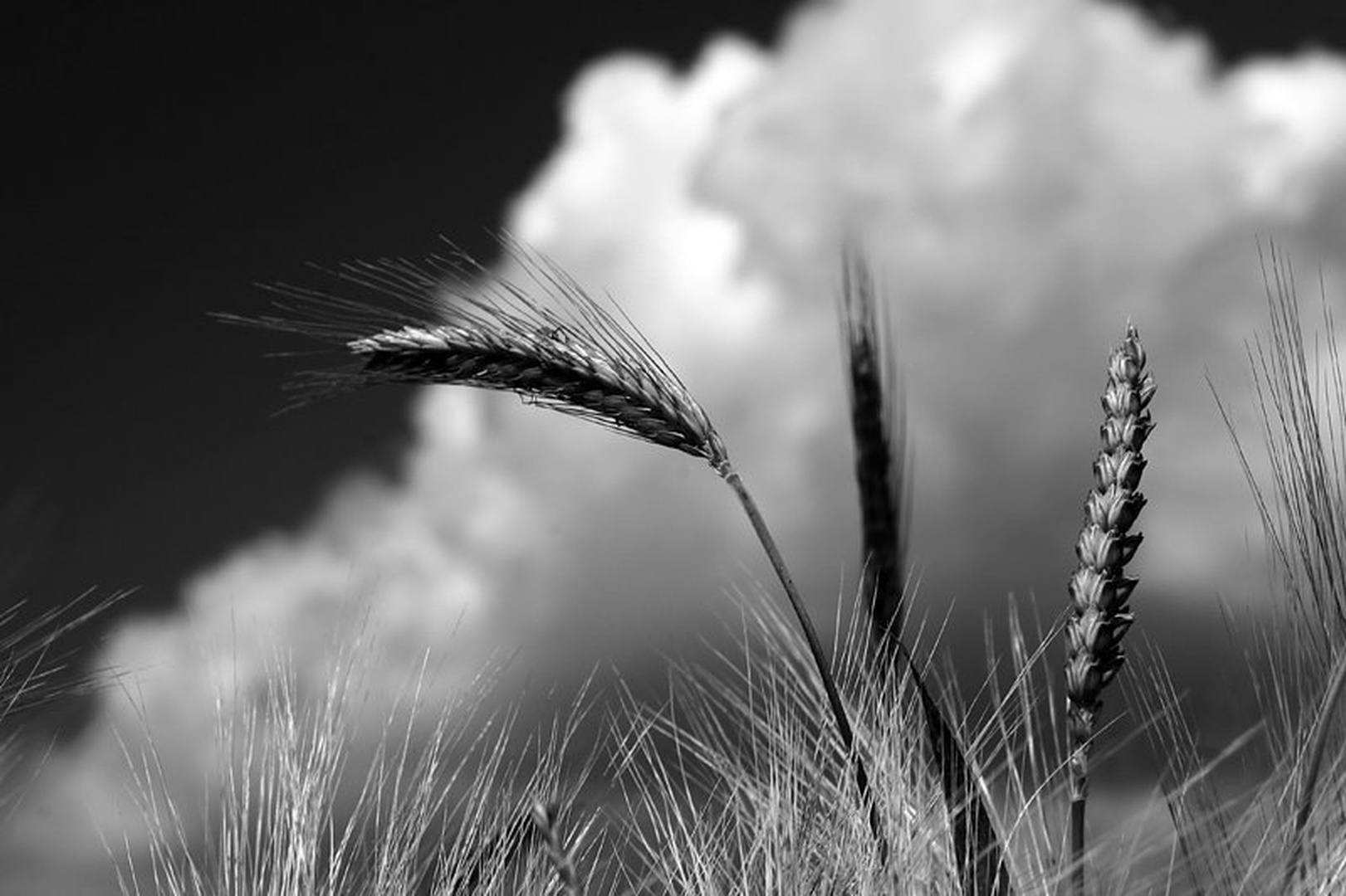 Klasje B/W by Mitja Vodušek