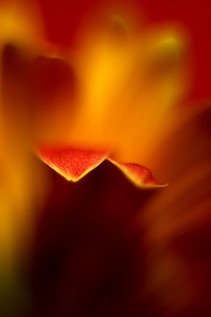 Abstraktna gerbera 2 by Mitja Vodušek