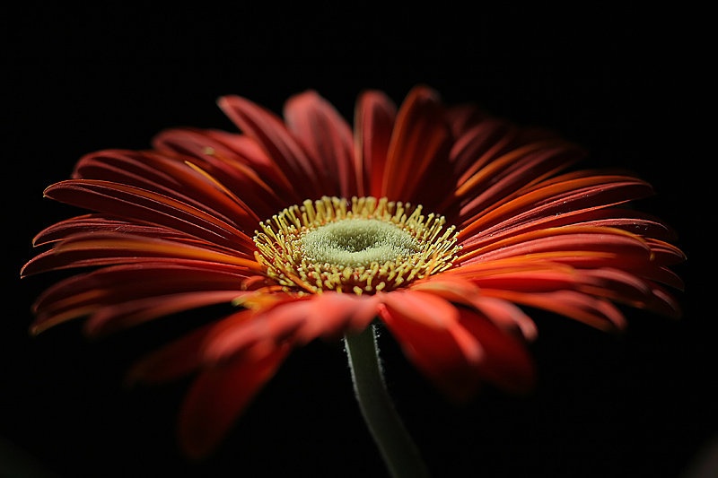 Gerbera by Mitja Vodušek