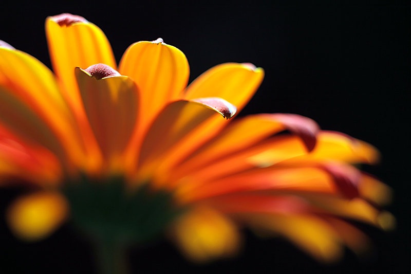 Gerbera by Mitja Vodušek