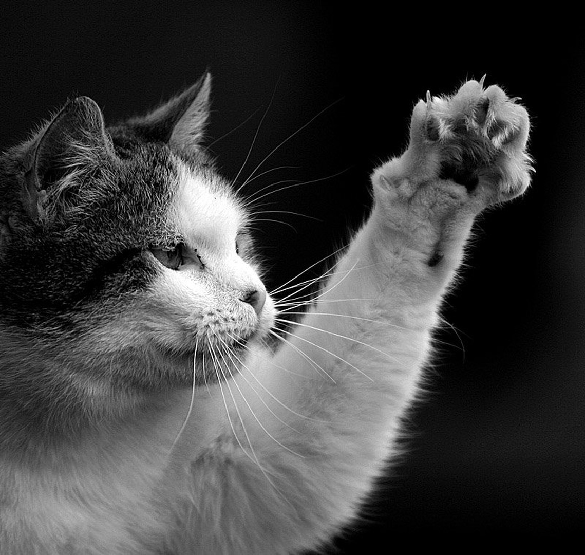 Give me five!!! by Mitja Vodušek