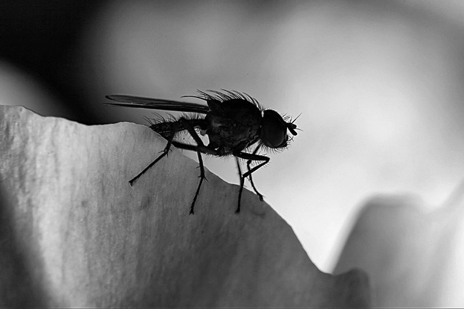 The dark side of a fly by Mitja Vodušek