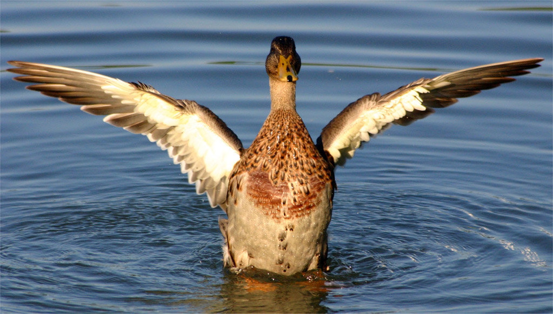 Mighty duck! by Mitja Vodušek