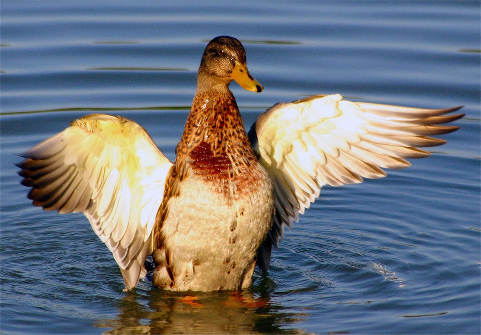 Mighty duck! No:2 by Mitja Vodušek
