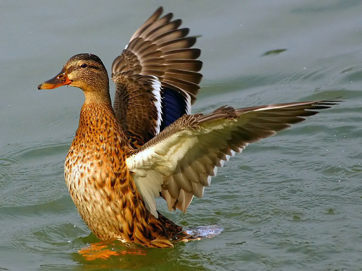 Mighty duck! No:3 by Mitja Vodušek
