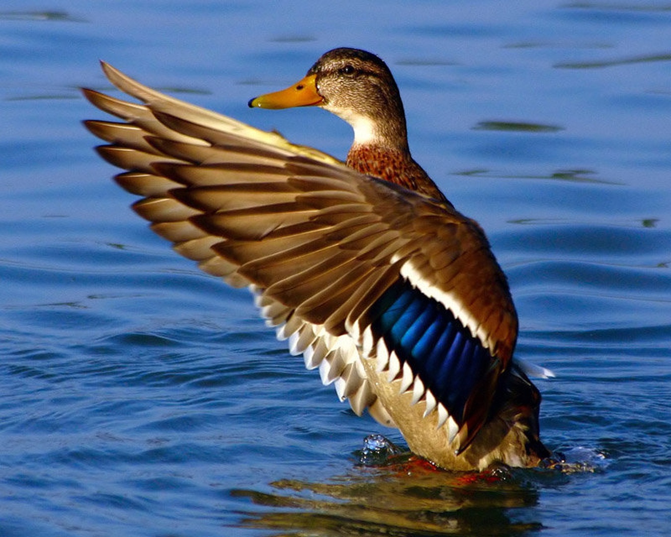 Mighty duck! No:4 by Mitja Vodušek