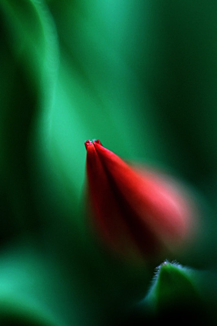 Tulipan by Mitja Vodušek