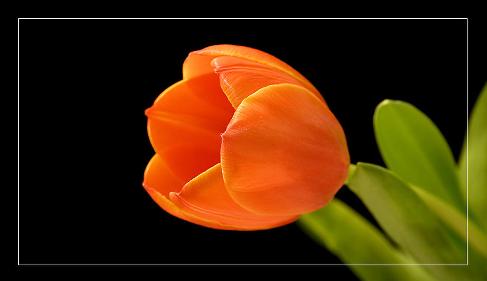 Orange by