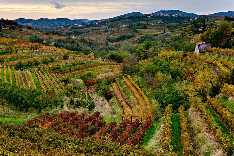 Jesenski vinogradi by Robert Brezigar