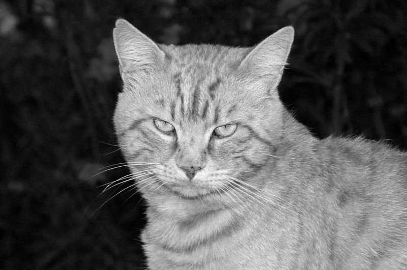 Cat in B/W by Miha Rožac