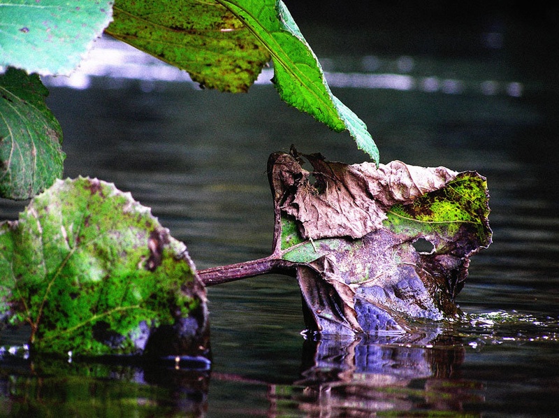 ..and the leaves, that are green, turn to brown.. by Aljaz Rampre