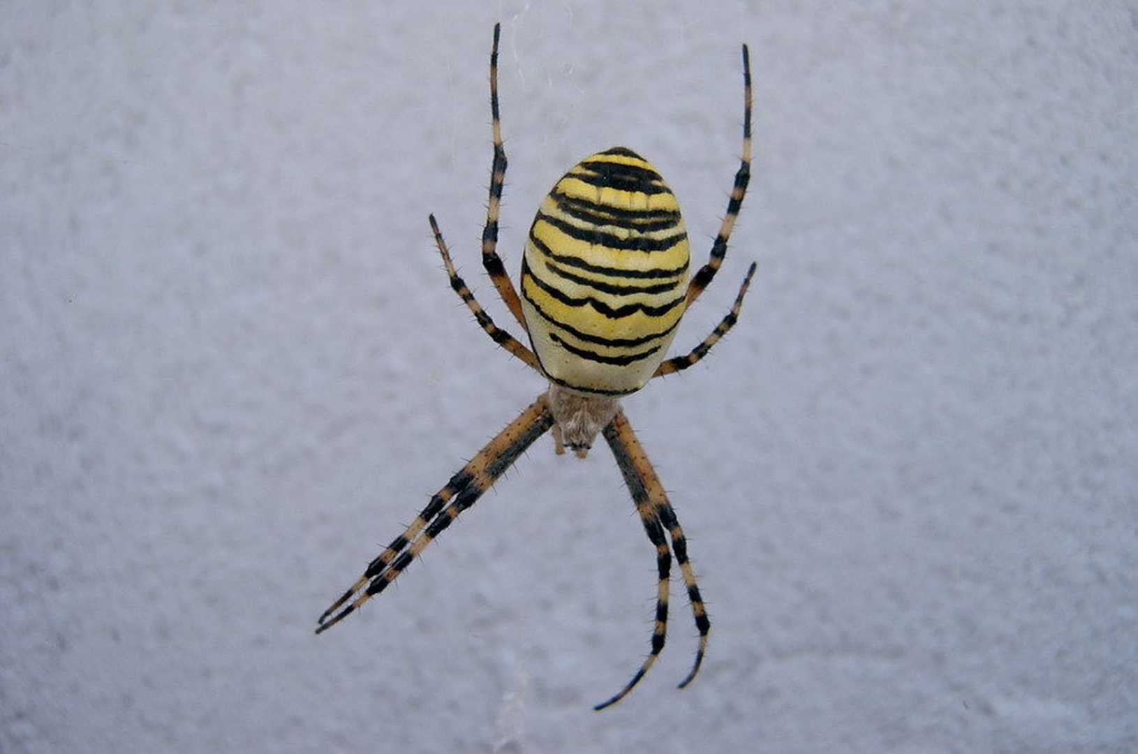 agriope bruennichi by