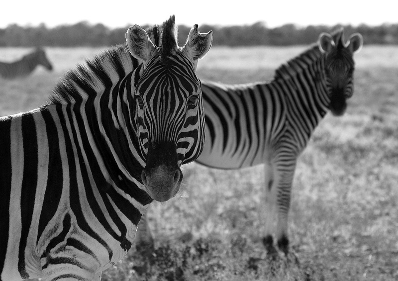 etosha by LK