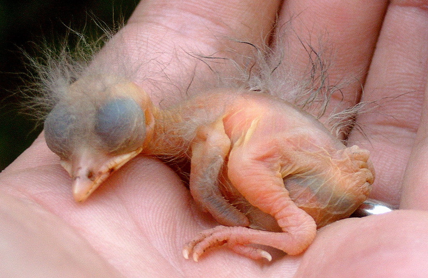Baby kos by