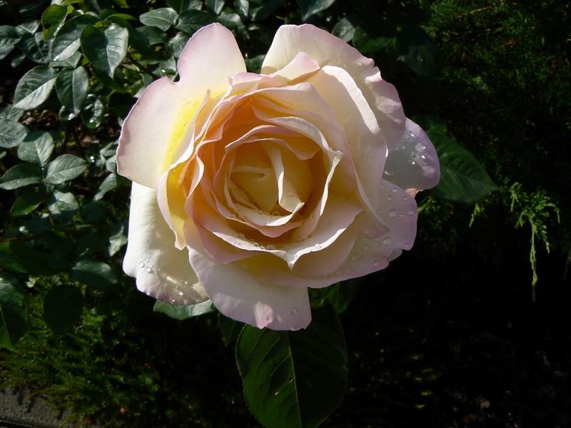 rosa by Rudi Robič