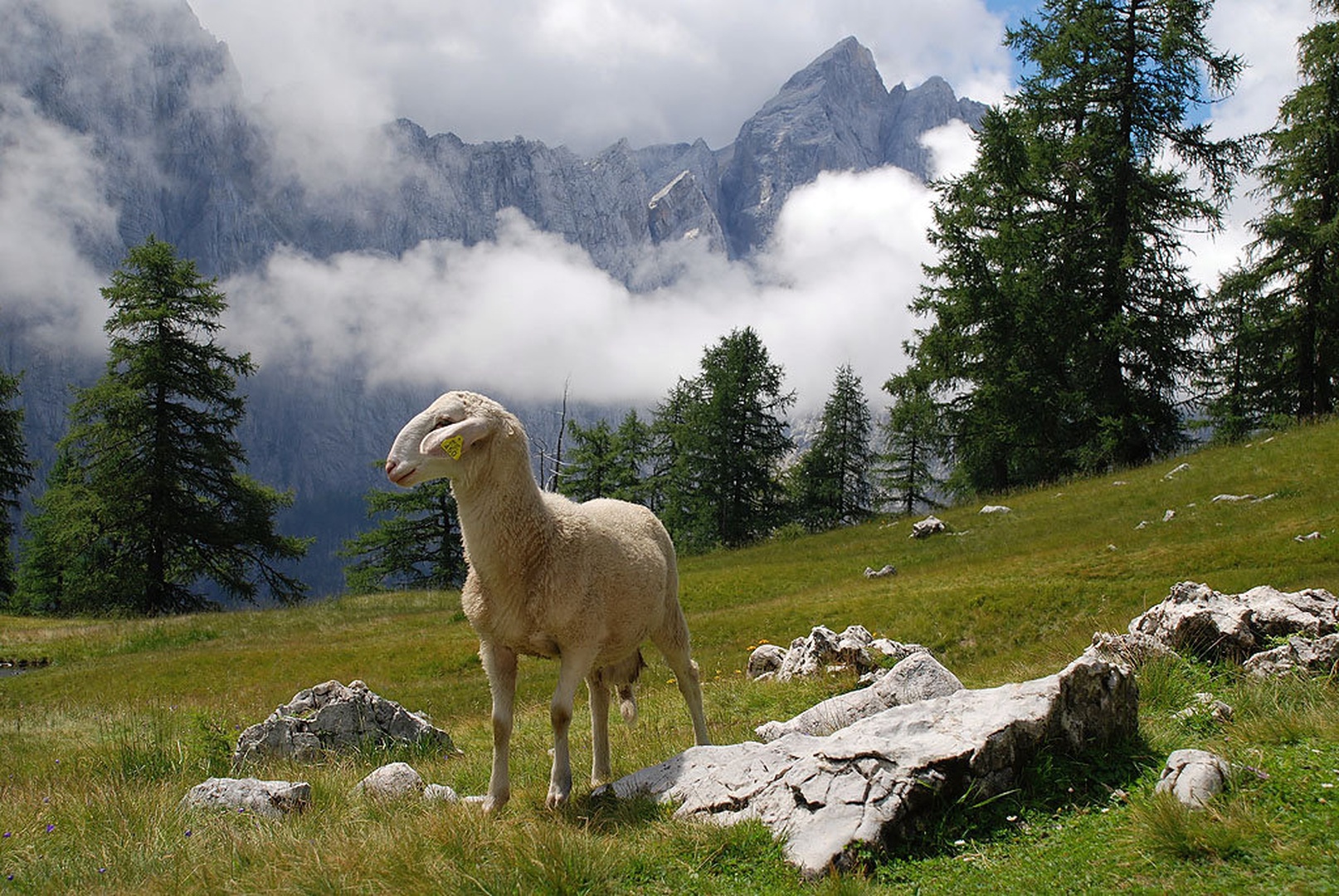 sleme by nenad