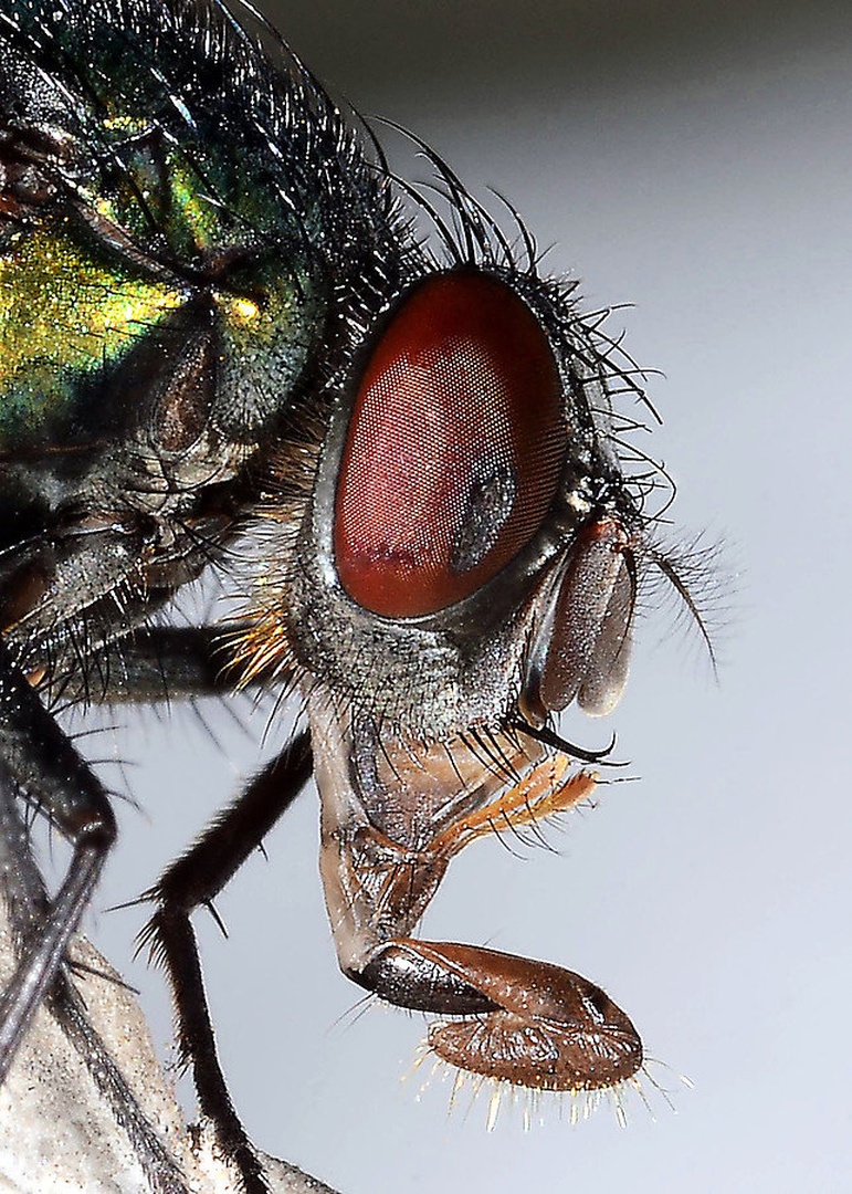 bzzz by