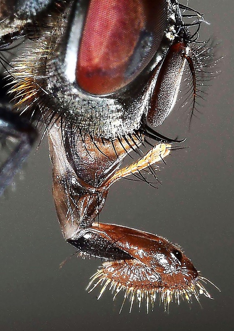 bzzz bzzz by