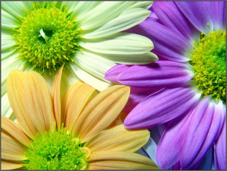 Flower Power by Boris.k