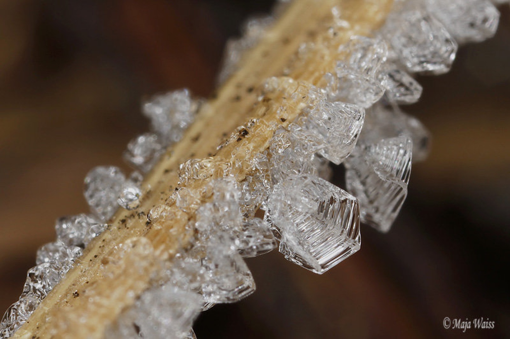 Diamanti zime by MAJA WAISS