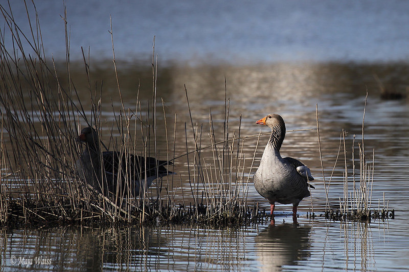 Dobro jutro sonce by MAJA WAISS