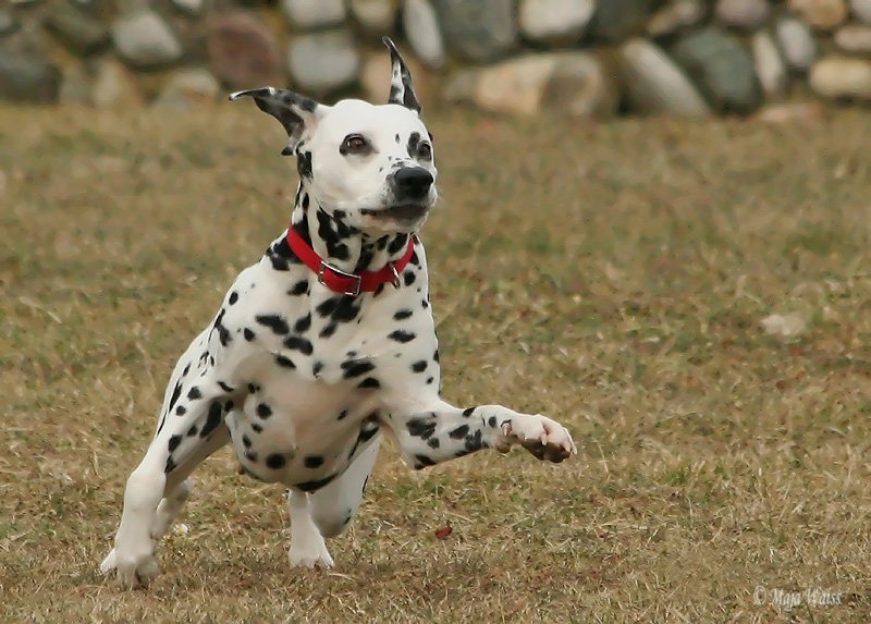 "Kam leti žoga...." by MAJA WAISS