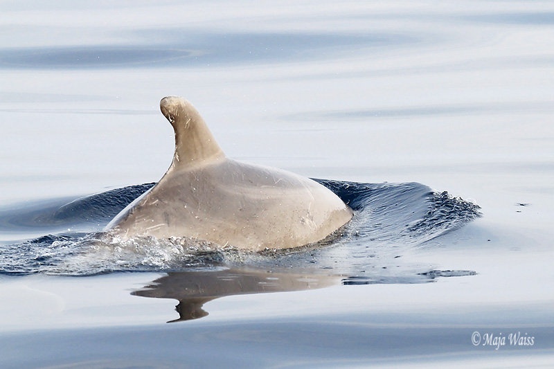 Delfin 1 by MAJA WAISS