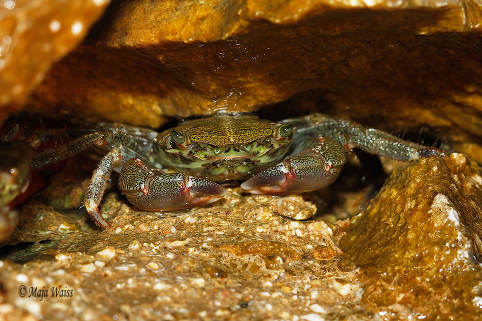 Stražar by MAJA WAISS