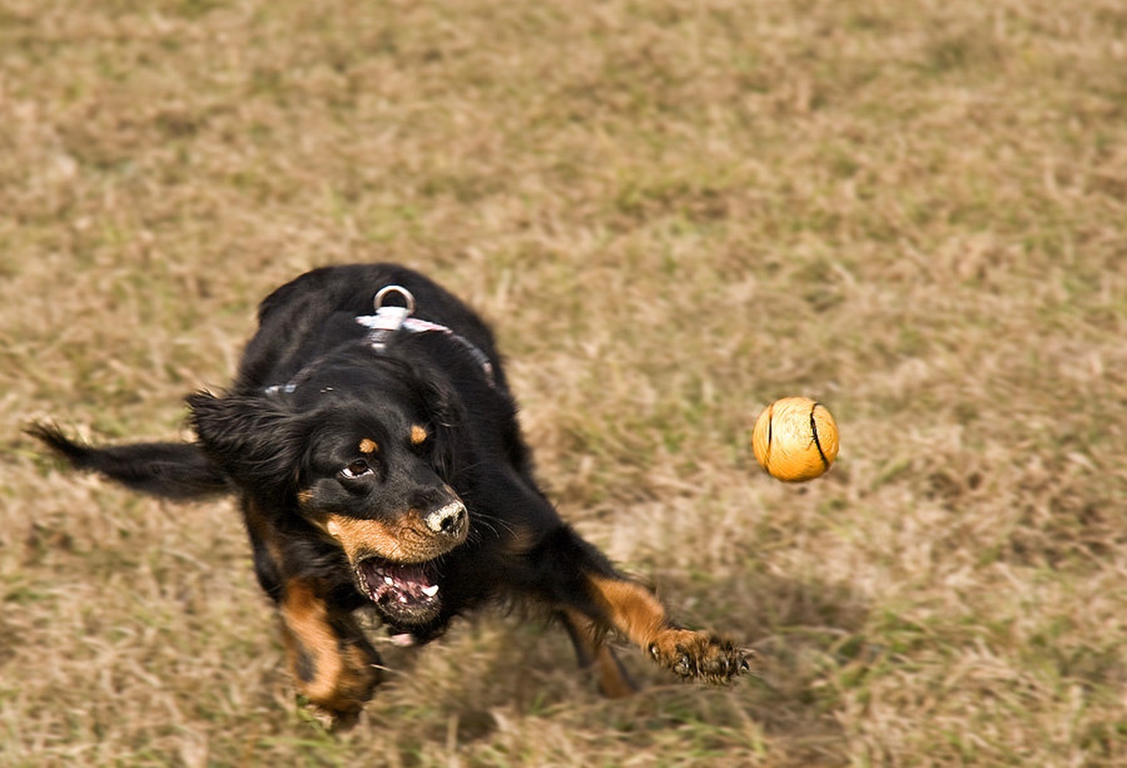 Catch it by Vlado