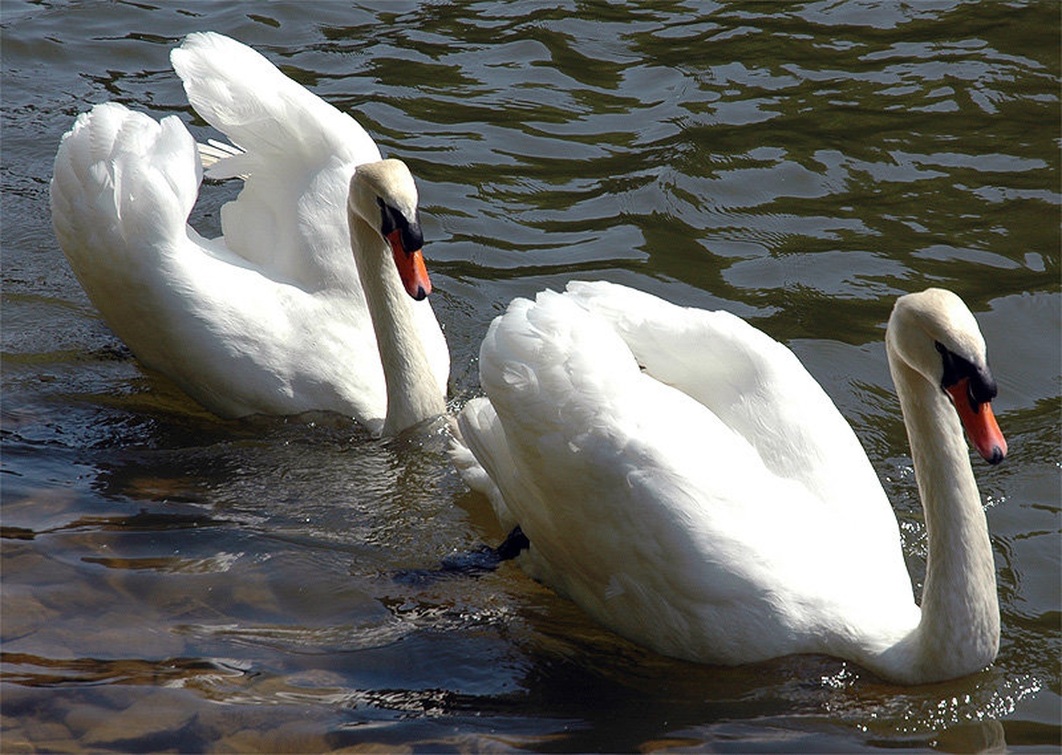 Prijazen par! by Zoran Flis
