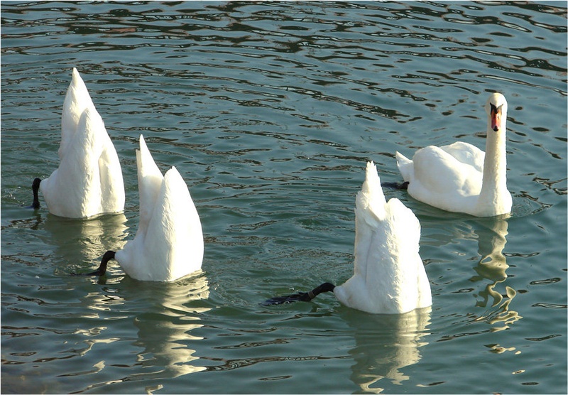 Labodje jezero by AnVi