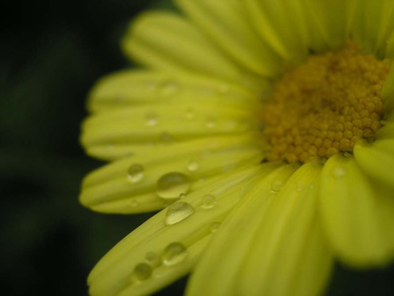 yellow_cry by AnnAbellA