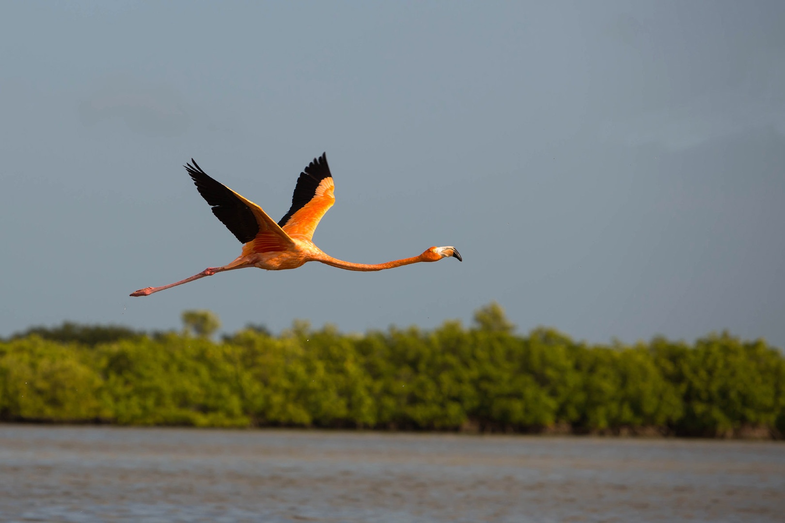 Caribbean Flamingo by planinc