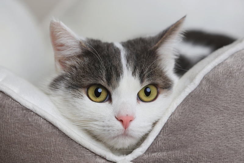 Felis catus by planinc