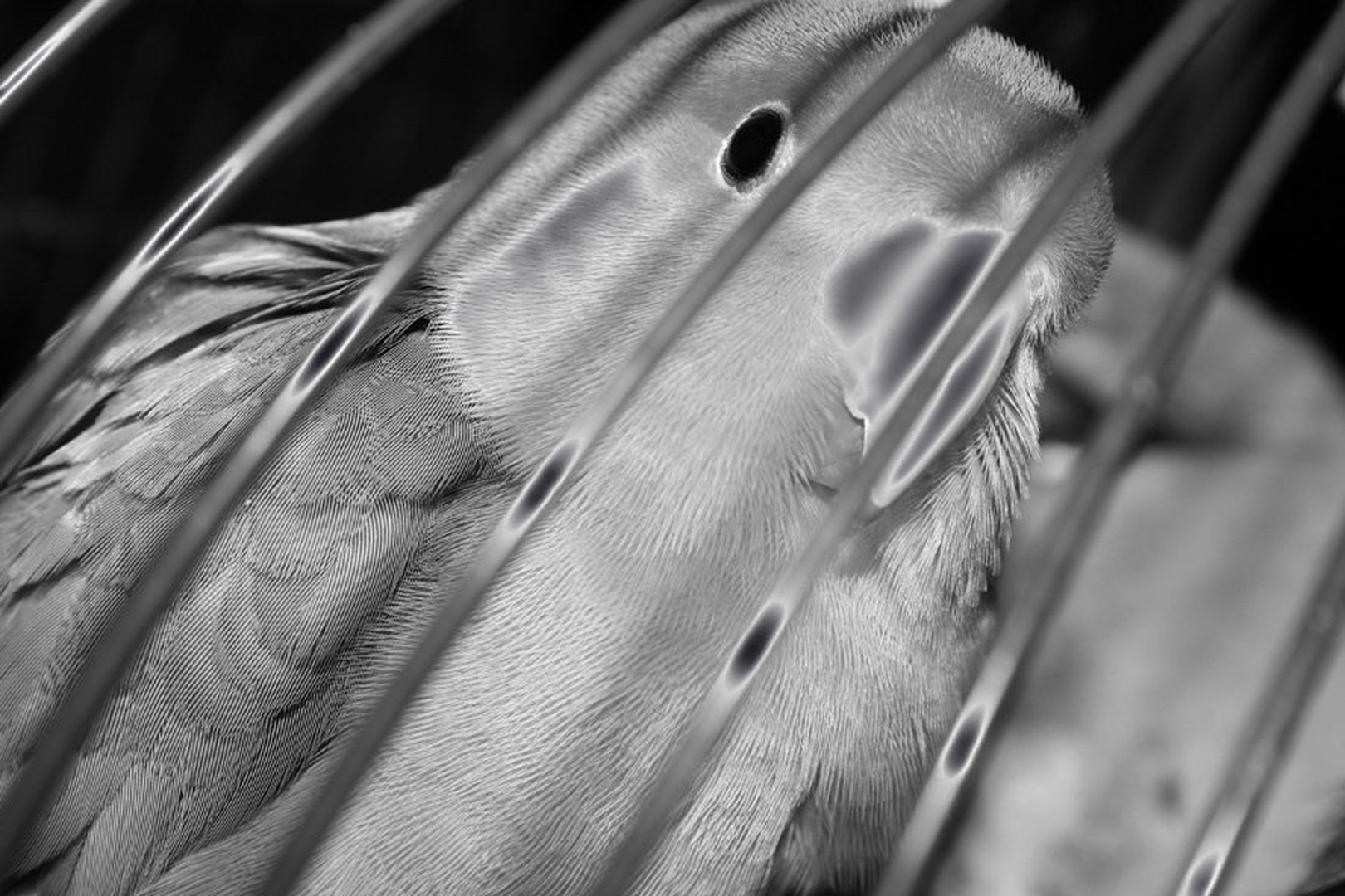 neon bird by Rene