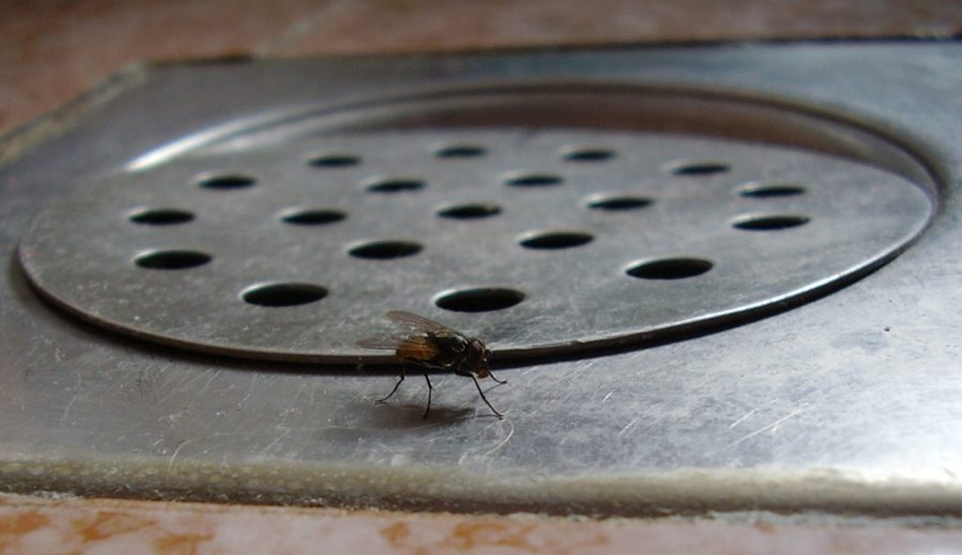 muha na sifonu by Miha Bokal