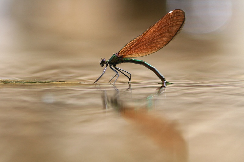 Zrcalce, zrcalce... by Marjan Artnak
