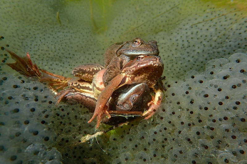 Mi trije smo najboljši par by Marjan Artnak