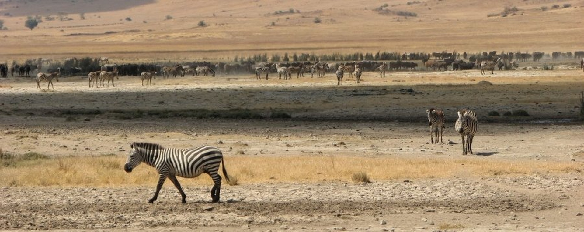zebre by