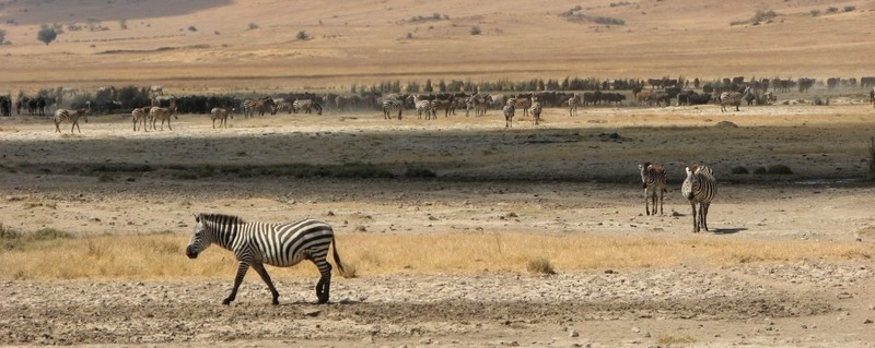 zebre by katku