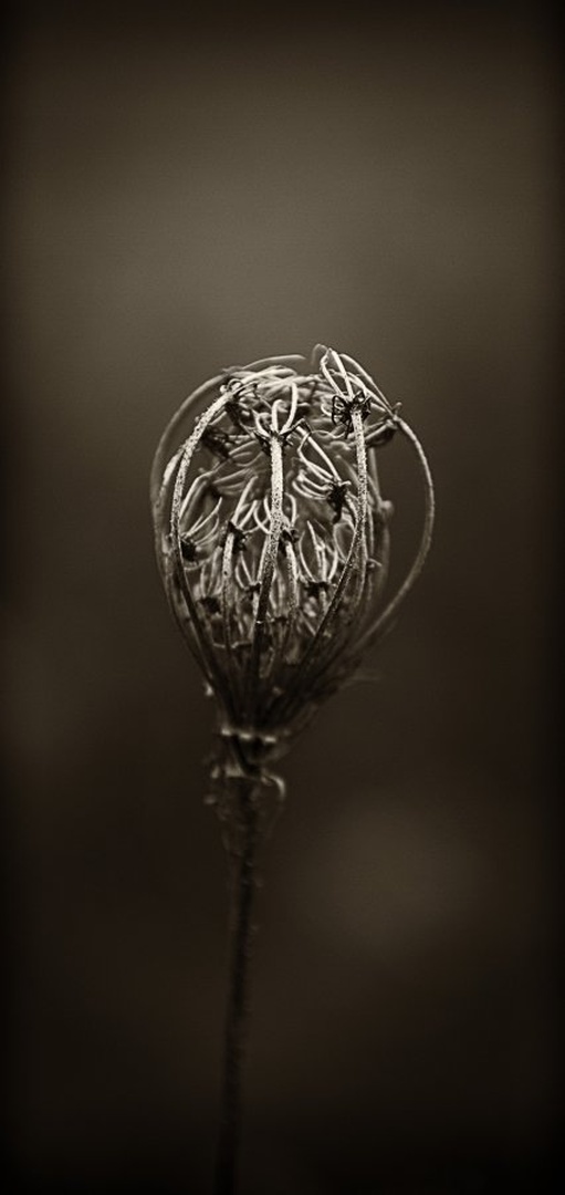 Zimska flora by Boštjan Rančigaj